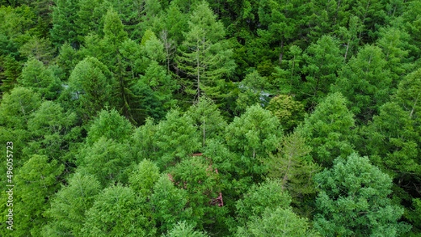 Obraz 春の長野県茅野市の蓼科高原の辺り一面位広がる針葉樹林の空撮風景