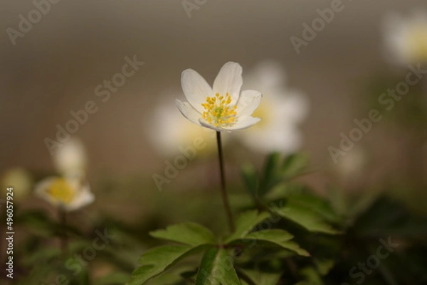 Fototapeta Wood anemone white flower on bokeh garden background, shiny spring garden view.