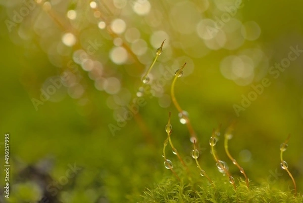 Obraz moss covered in dew drops