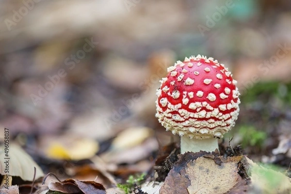 Obraz young toadstool with closed cap
