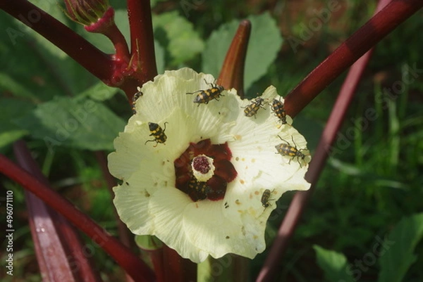 Obraz Bee on okra flower