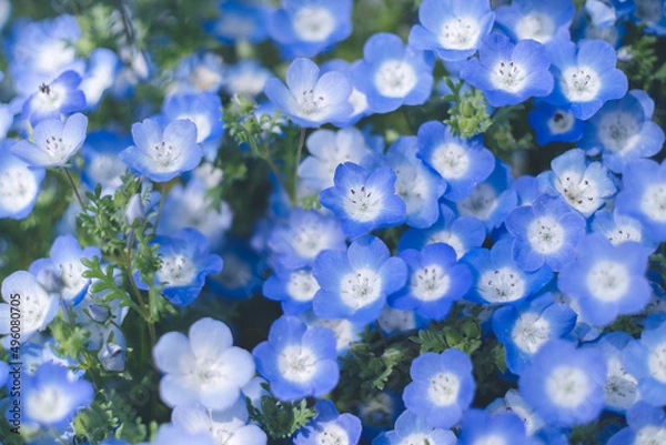 Obraz 満開のネモフィラ 青い花の海 - 春四月の福岡県海の中道海浜公園花桟橋