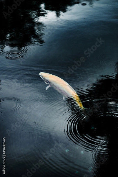 Obraz Japanese landscape