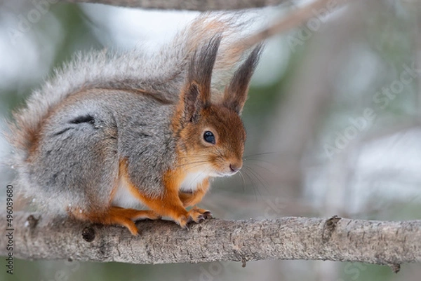 Obraz Red squirrel sitting on a tree branch in winter forest and nibbling seeds on snow covered trees background..