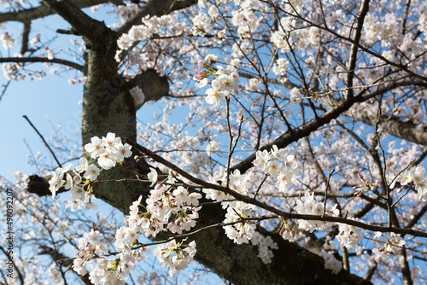 Obraz 青空に映える古い桜の大きな幹と満開の花