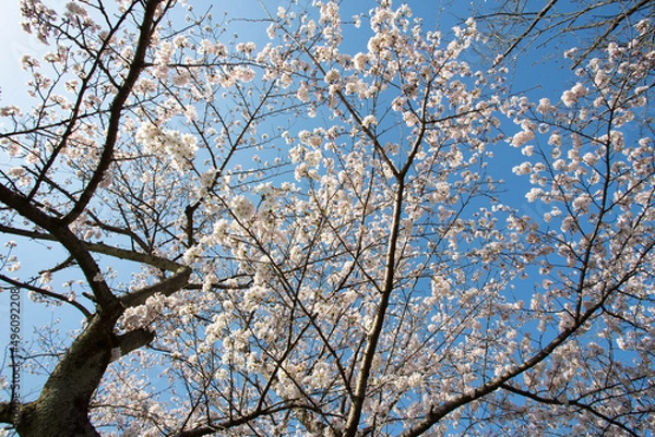Obraz 鮮やかな青空にピンクの桜の花が映える