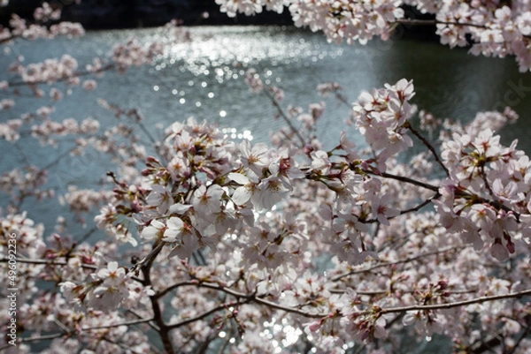 Obraz 陽の光を反射する池を背景に満開に咲き誇る桜の花