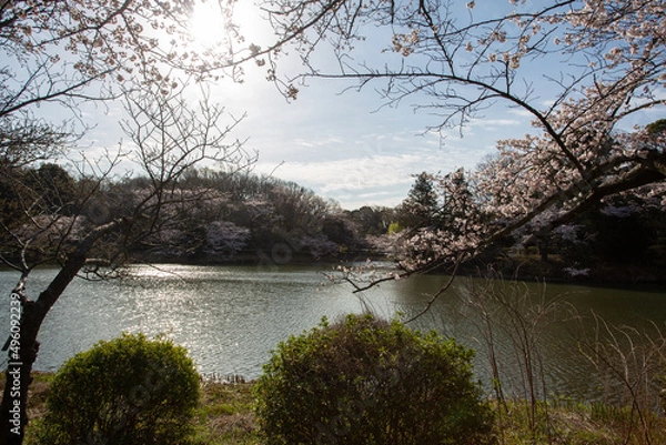 Obraz 公園の池のほとりに咲く桜