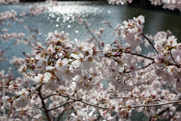 Obraz 春爛漫の公園の水辺に咲く桜