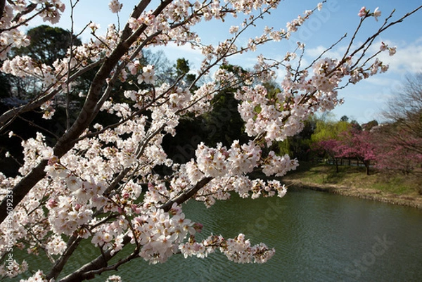 Obraz 満開の桜と公園の池と青空