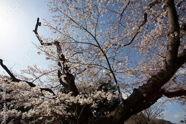Obraz 春の朝日に照らされた大きな日本の桜の木