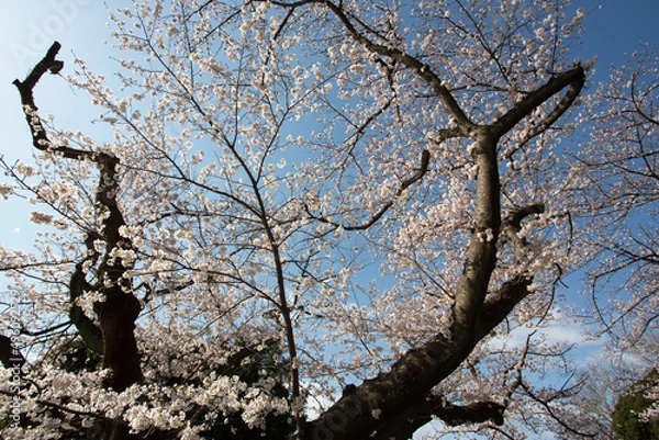 Obraz 古い大きな桜の木も満開のピンク色の花をつけた