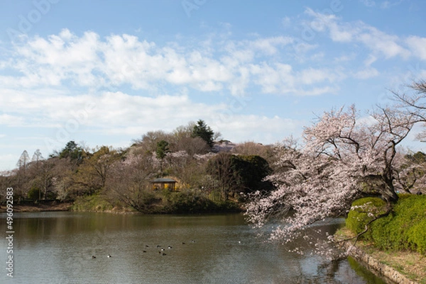 Obraz 水辺の桜が満開になった雲がたなびく春の公園の風景