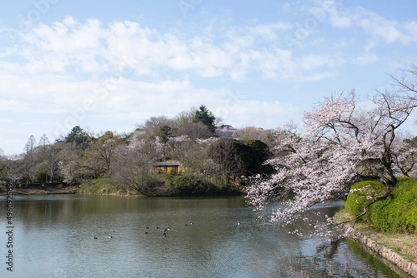 Obraz 春の桜が咲く公園の池の風景