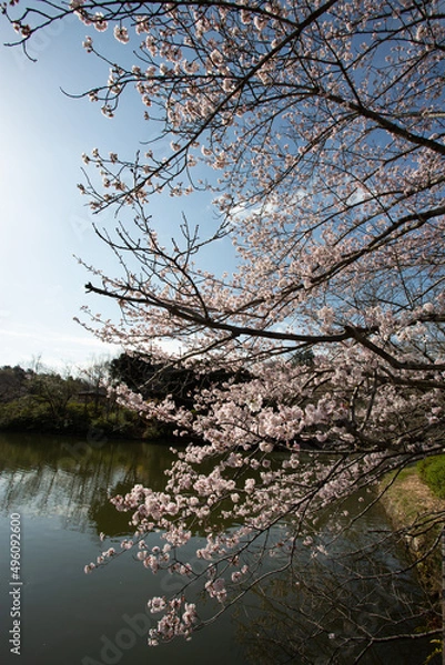 Obraz 満開の桜と池と空