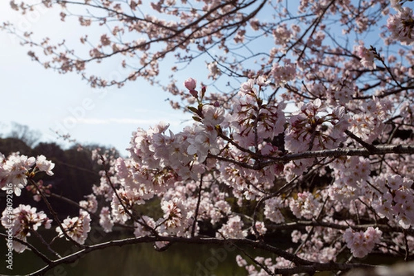 Obraz 満開を迎えた桜の花
