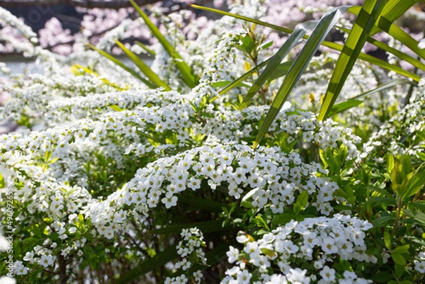 Obraz 公園の雪柳