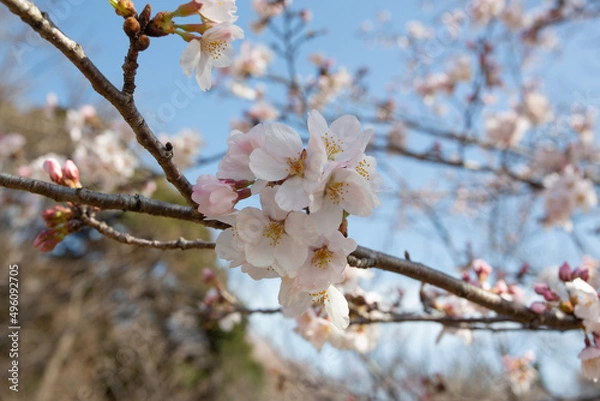 Obraz 青空を背景に撮影した満開の桜の花