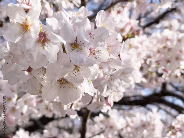 Obraz 満開に咲き誇る桜のクローズアップ