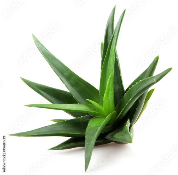 Obraz Aloes