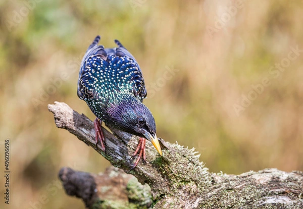Obraz  common starling