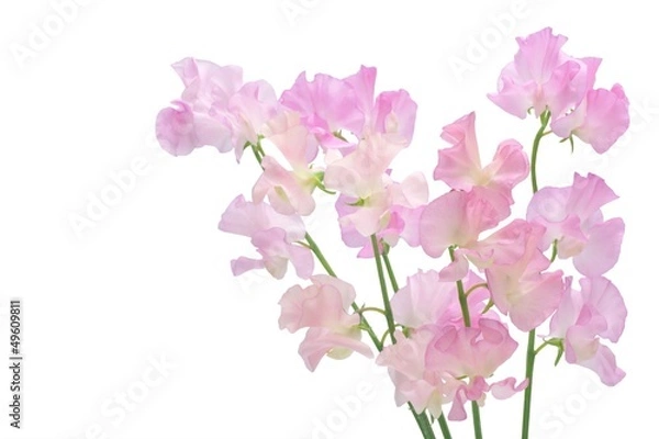 Obraz スイートピー