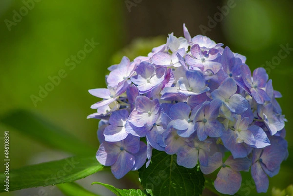 Obraz 紫色のあじさい