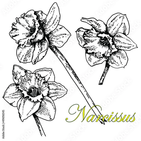 Fototapeta Narcissus. Set. Black and white sketch. Hand drawn vector illustration. Isolated on white background.Doodle