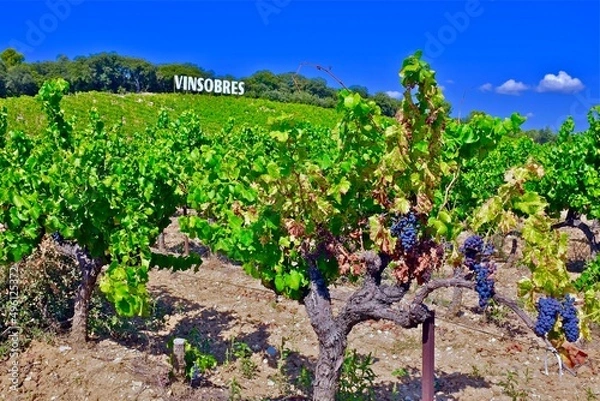 Obraz VIGNOBLE VINSOBRES DRÔME