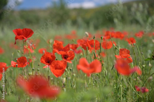 Fototapeta Mohnfeld