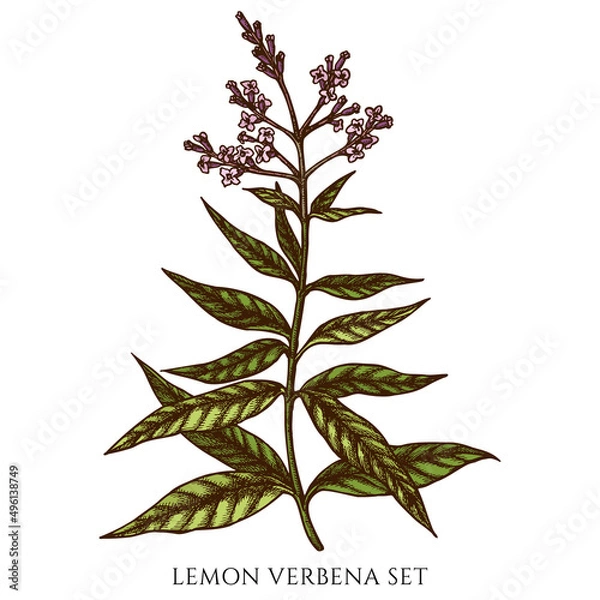 Fototapeta Tea herbs hand drawn vector illustrations collection. Colored lemon verbena.