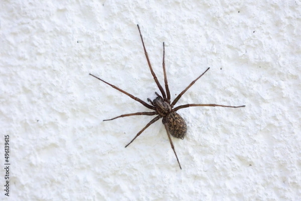 Obraz Winkelspinne