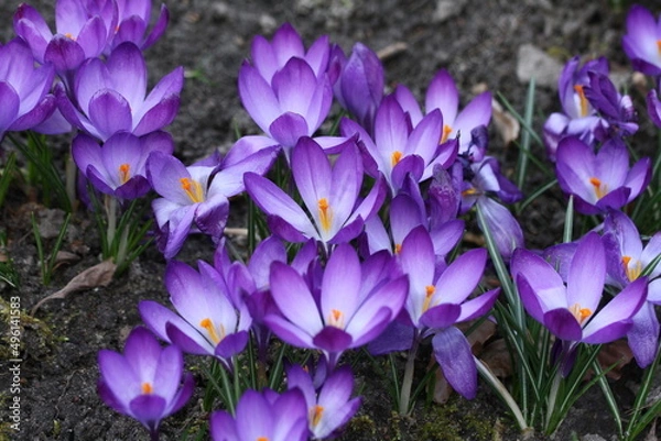 Obraz Krokusse 