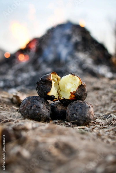 Fototapeta Baked potatoes on the fire. On the background in the blur is a bonfire.