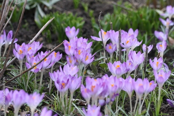 Obraz Krokusse