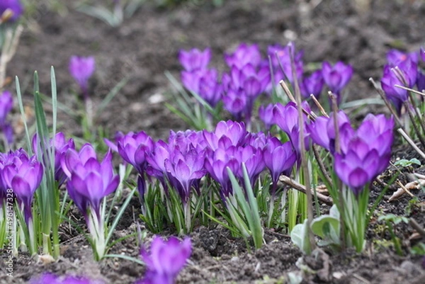 Fototapeta Krokusse