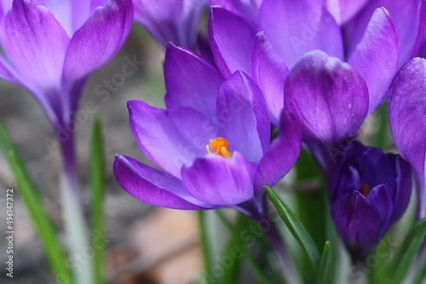 Obraz Krokusse