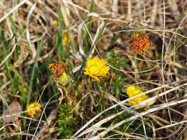 Obraz Wild small coltsfoot plant. It has a yellow flower.