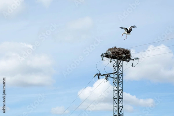 Obraz The stork returns to its nest, which is located on top of an electric tower against the background of a blue sky with clouds.
