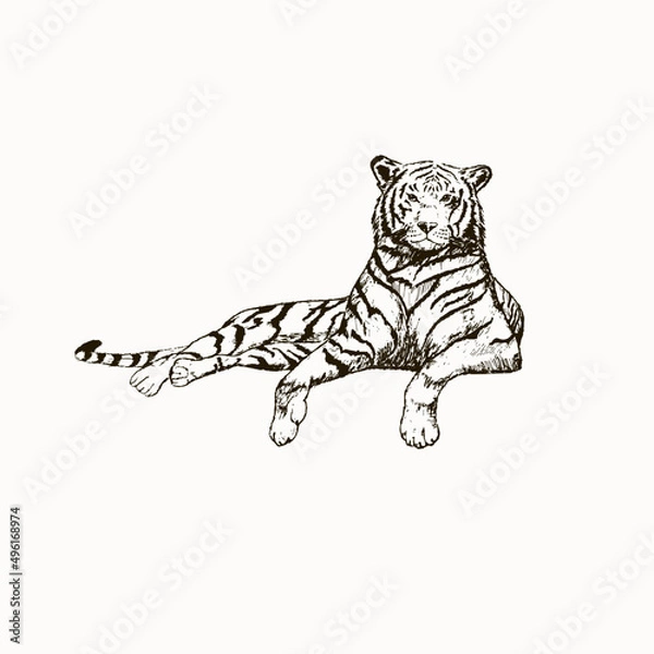 Obraz tiger sketch black