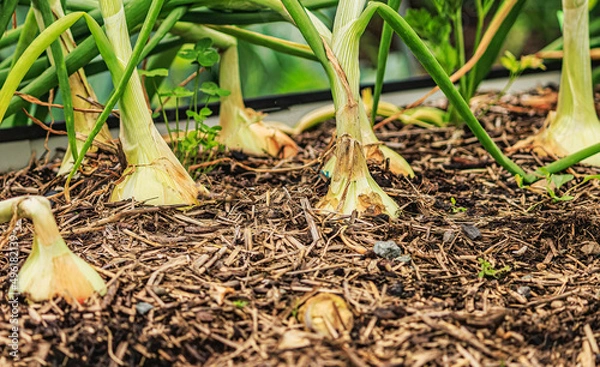 Obraz Sweet onions - planted 