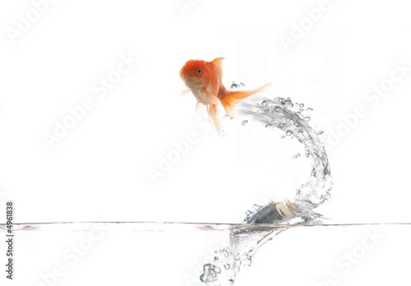 Obraz Flying golden fish