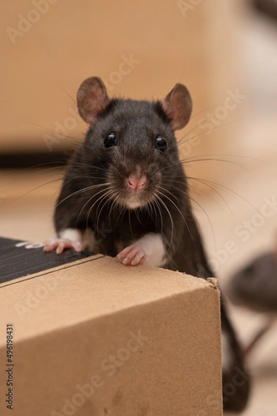 Fototapeta Farbratte