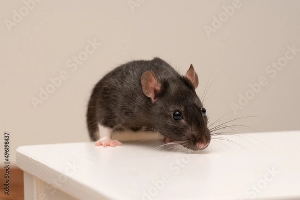 Fototapeta Farbratte