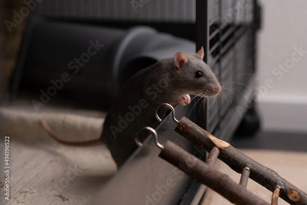 Fototapeta Süße Farbratten Weibchen
