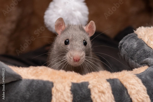 Fototapeta Süße Farbratten Weibchen