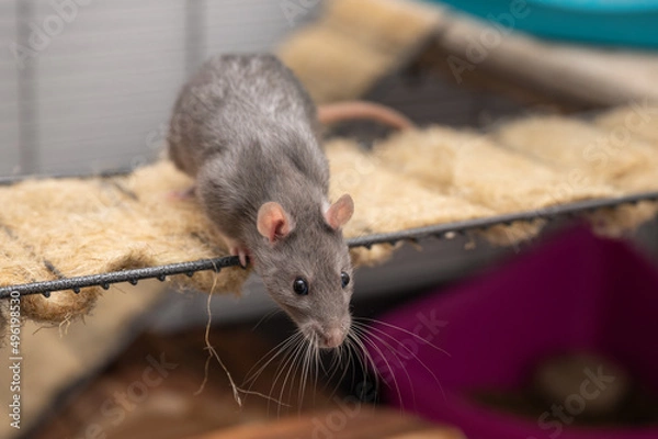 Fototapeta Süße Farbratten Weibchen