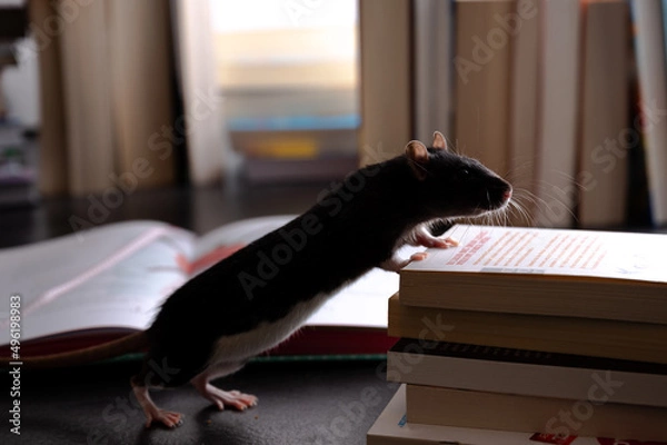 Fototapeta Leseratte