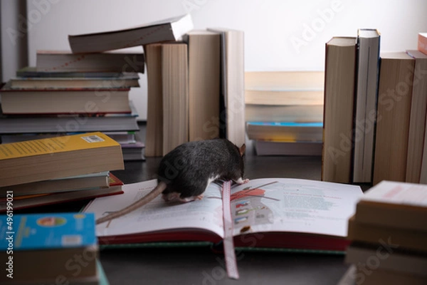 Fototapeta Leseratte