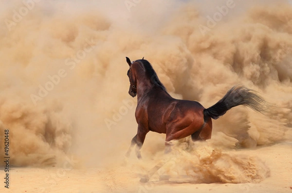 Obraz Arabian horse running out of the Desert Storm